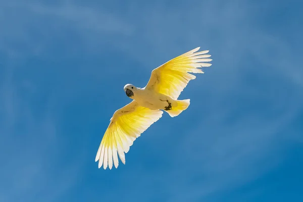 Parrocchetto Oro Guaruba Guarouba Bellissimo Uccello Giallo Che Vola — Foto Stock