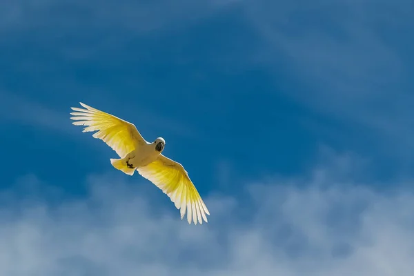Золотой Попугай Гуаруба Гуаруба Красивая Желтая Птица Летит — стоковое фото