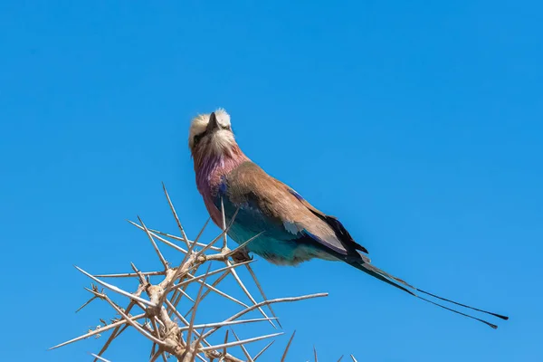 Rullo Dal Petto Lilla Coracias Caudatus Uccello Colorato Appollaiato Acacia — Foto Stock