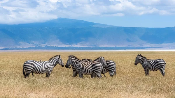 Mandria Zebre Nella Caldera Ngorongoro Panorama Del Cratere — Foto Stock