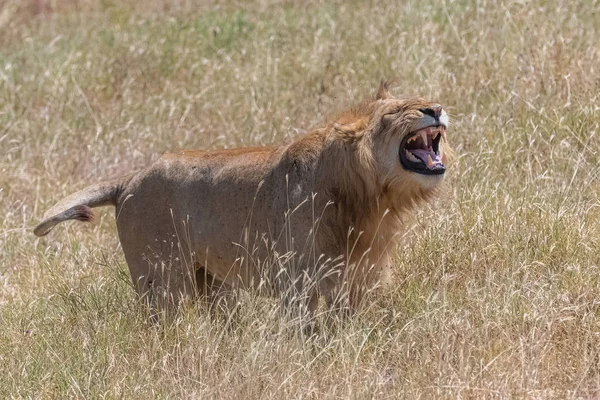 A lion roaring in the savannah, in Tanzania