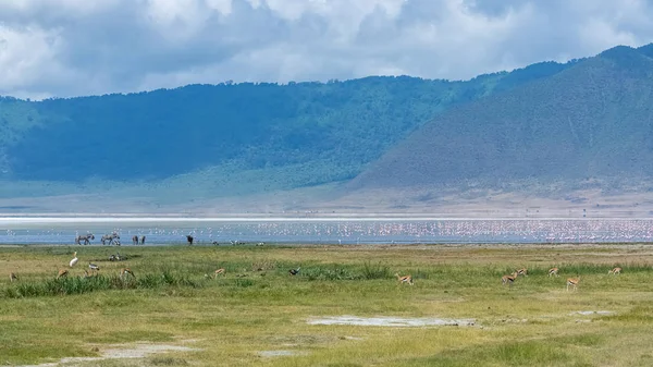 Tanzania Utsikt Över Ngorongoro Krater Vackert Landskap Med Olika Djur — Stockfoto