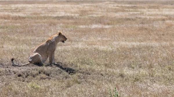 一只母狮坐在大草原上的野草丛中 寻找猎物 — 图库照片