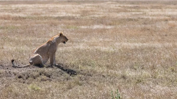 Una Leona Sentada Hierba Salvaje Sabana Buscando Una Presa —  Fotos de Stock