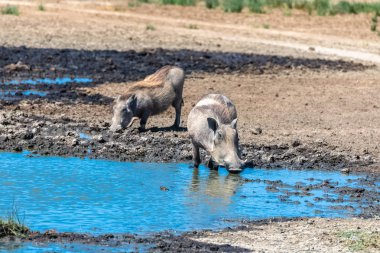 Tanzanya Serengeti Park içinde gölet içinde içki alkol Warthogs