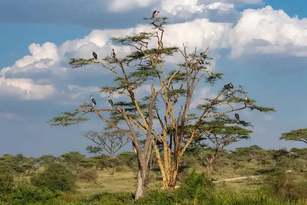 Cigüeñas Marabú Posadas Sobre Árbol Parque Serengeti Tanzania Paisaje Típico —  Fotos de Stock