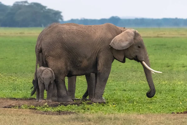 Δύο Ελέφαντες Στη Σαβάνα Στο Πάρκο Σερενγκέτι Μητέρα Και Ένα — Φωτογραφία Αρχείου