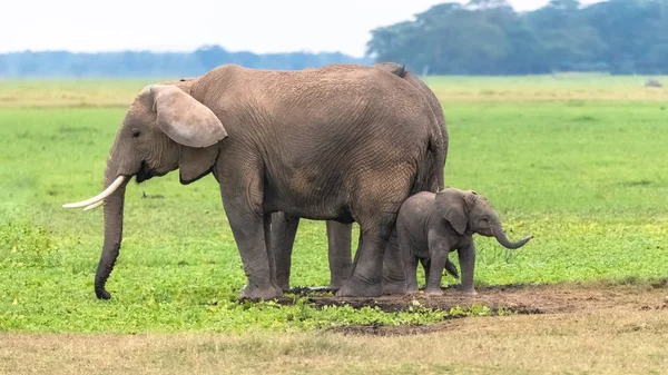 Deux Éléphants Dans Savane Dans Parc Serengeti Mère Bébé Dans — Photo