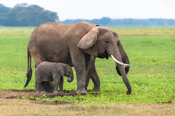 Dois Elefantes Savana Parque Serengeti Mãe Bebé Nos Pântanos — Fotografia de Stock Grátis