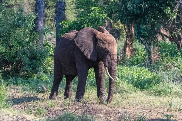 Kenya Amboseli Parkında Ormanda Genç Bir Fil — Stok fotoğraf