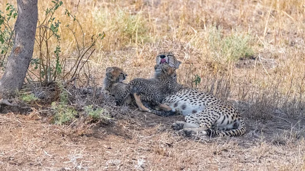 Cheetas Kojila Své Dvě Děti Savannah Rezervaci Serengeti Tanzanii Panorama — Stock fotografie