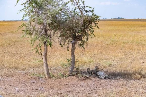 Gheparzi Alăptându Cei Doi Copii Savană Sub Copac Salcâm Serengeti — Fotografie, imagine de stoc