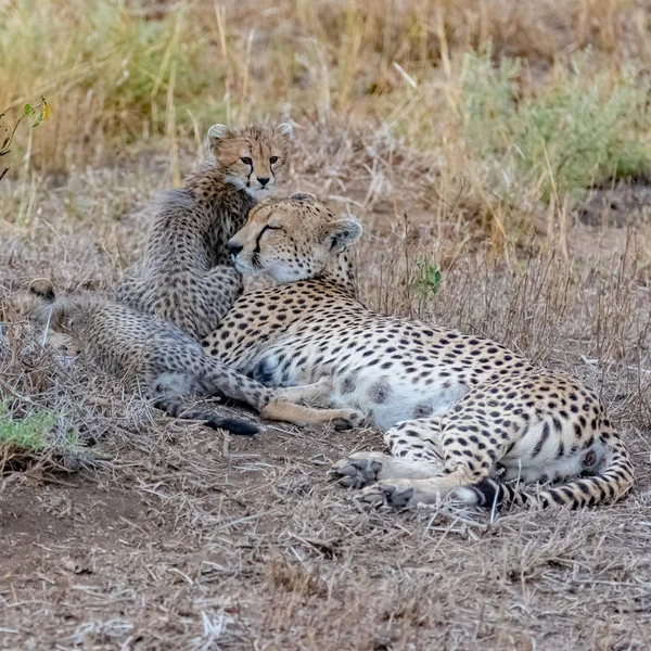 Çeke Tanzanya Serengeti Rezervi Olan Iki Bebeği Ile Yalan Söylüyor — Stok fotoğraf