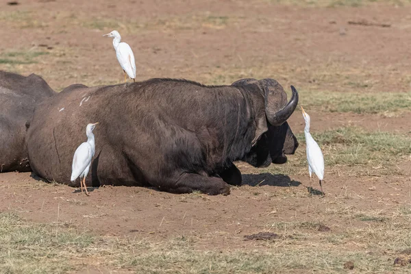 Buffel Serengeti Park Tanzania Liggande Med Västra Boskap Hägrar Rengöra — Stockfoto
