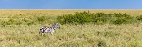 Una Zebra Sola Persa Nella Savana Nel Parco Del Serengeti — Foto Stock