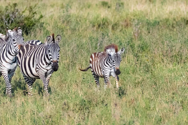 Zebra Dziecko Działa Sawanny Parku Serengeti Rodziną Tle — Zdjęcie stockowe