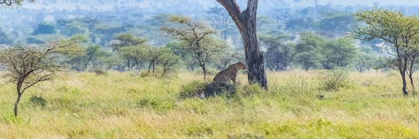 Famiglia Leoni Nascosti Nell Erba Alta Della Savana Alla Ricerca — Foto Stock