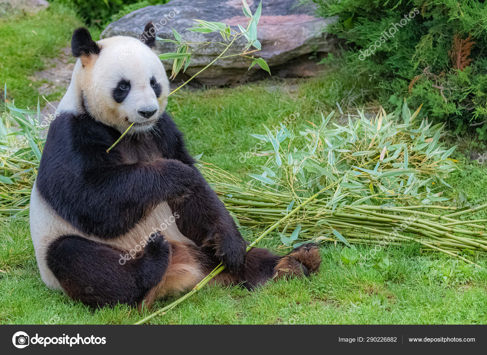 Giant Panda Bear Pictures | Bruin Blog