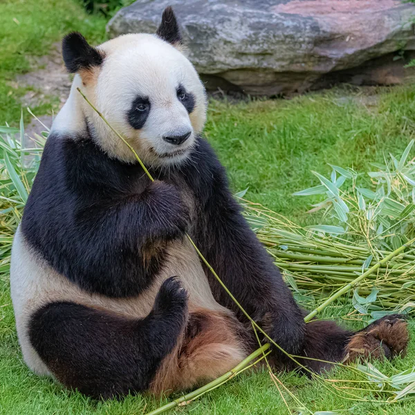 Óriás Panda Medve Panda Étkezési Bambusz Fűben — Stock Fotó