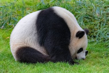 Dev panda, çimenlerde oturan genç ayı panda, komik tutum