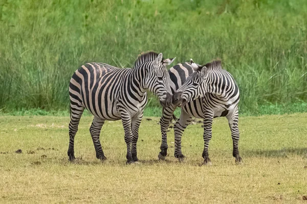 Due Zebre Che Suonano Insieme Nella Savana Nella Riserva Del — Foto Stock