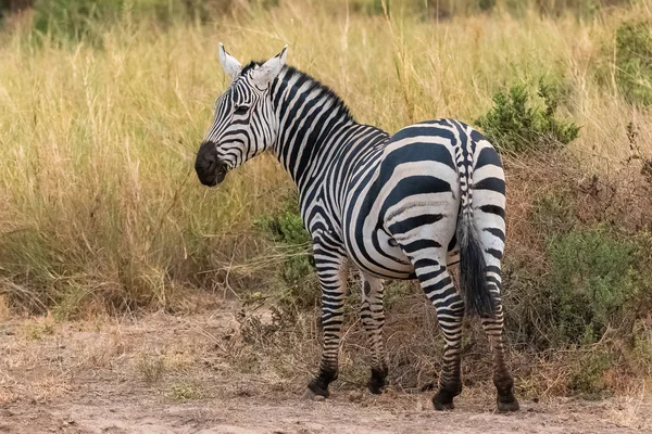 Zebra Savannah Parku Serengeti Portrét Zad — Stock fotografie