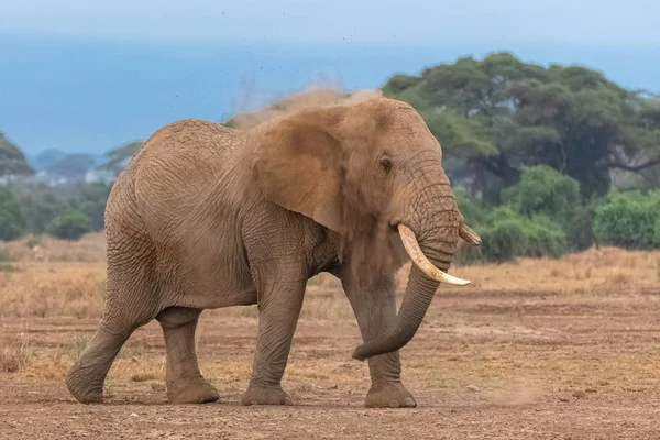 Elefante Spruzza Polvere Proteggersi Dal Sole — Foto Stock