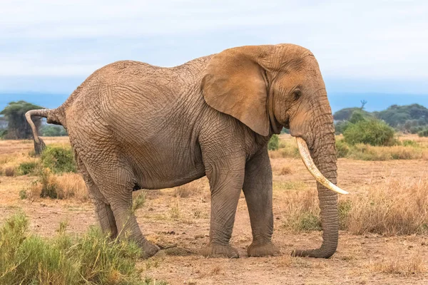 一头被尘土覆盖的大象站在非洲大草原上 — 图库照片