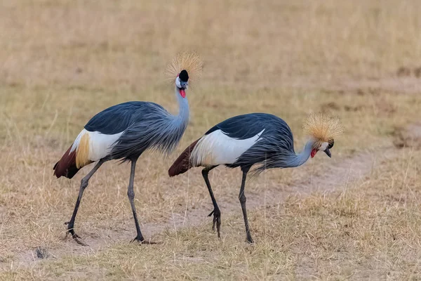 Szary Koronowany Żuraw Balearica Regulorum Piękne Ptaki Tanzanii Para Chodzenie — Zdjęcie stockowe