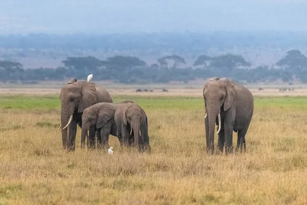 Batı Sığırları Afrika Fillerin Sırtına Savanaya Fillerin Toz Ları Arasında — Stok fotoğraf