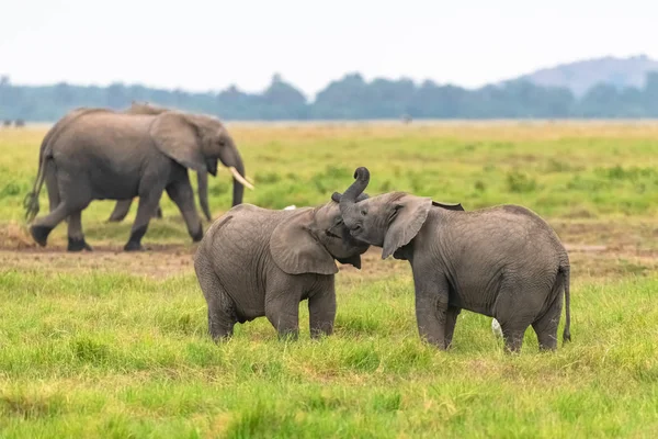 Dos Elefantes Jóvenes Jugando Juntos África Animales Lindos Parque Amboseli —  Fotos de Stock