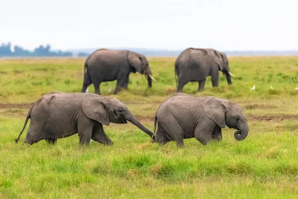 Dos Elefantes Jóvenes Jugando Juntos África Animales Lindos Parque Amboseli —  Fotos de Stock