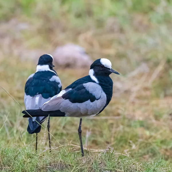 Smid Plover Vanellus Armatus Afrikaanse Vogels Staande — Stockfoto