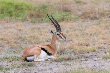 Thomsons ceylan Afrika'da çim oturan, portre