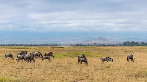 Fiare Sălbatice Turmă Gnus Savana Din Africa Rezervaţia Amboseli — Fotografie, imagine de stoc