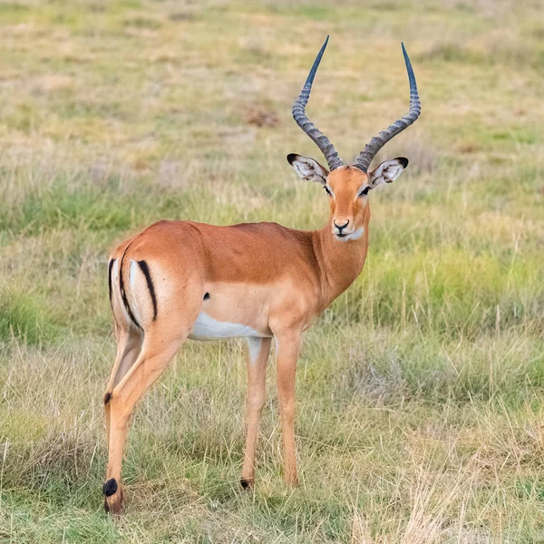 Impala Beautiful Antelope Standing Savannah — Stock Photo, Image