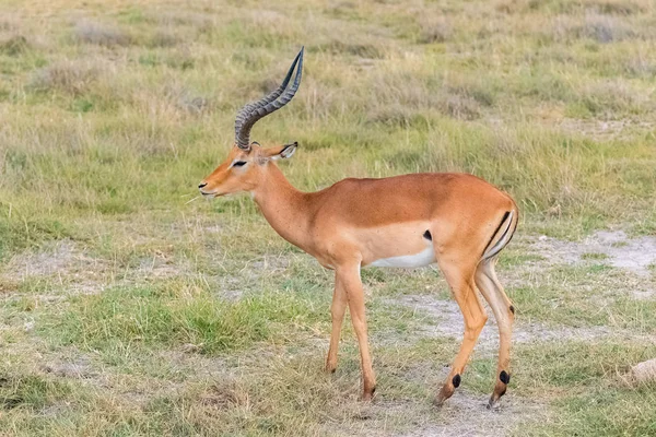 Impala Beautiful Antelope Standing Savannah — Stock Photo, Image