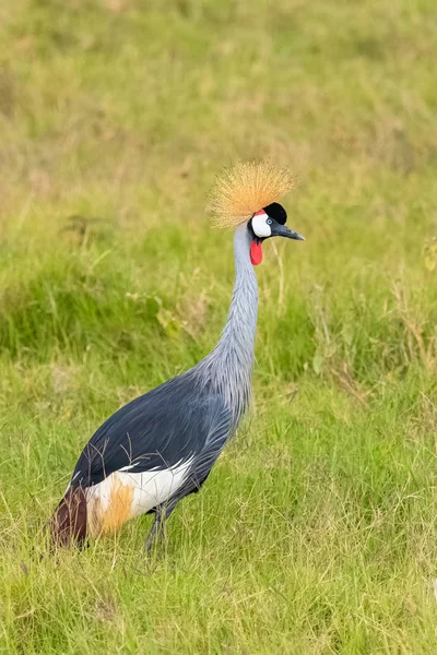 Grey Crowned Crane Balearica Regulorum Hermoso Pájaro Tanzania Retrato — Foto de Stock