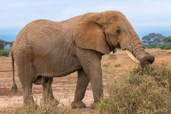 Elefante Cubierto Polvo Pie Sabana África Comiendo Hojas Acacia — Foto de Stock