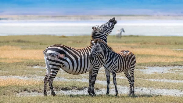 Due Zebre Piedi Nel Cratere Ngorongoro Madre Suo Bambino — Foto Stock
