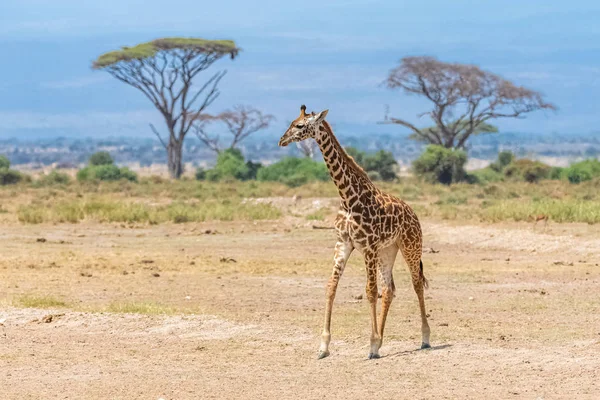 Jirafa Salvaje Corriendo Sabana Tanzania Hermoso Panorama Con Acacias —  Fotos de Stock