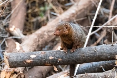 Afrika'da ortak cüce firavun faresi, Helogale parvula, ormanda duran komik hayvan