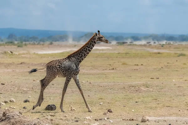 Wild giraffe running in the savannah in Tanzania, beautiful panorama with acacia trees