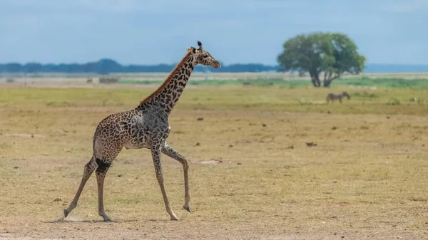 Dziki Żyrafa Działa Sawanny Tanzanii Piękna Panorama Akacji Drzew — Zdjęcie stockowe