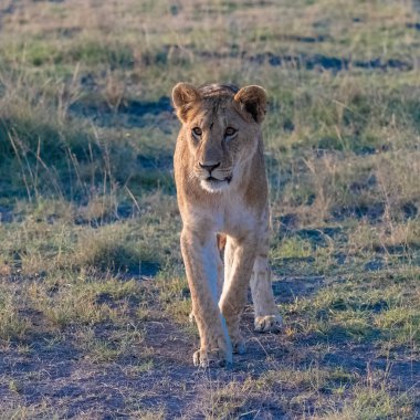 Tanzanya'da savanada yürüyen genç bir aslan.
