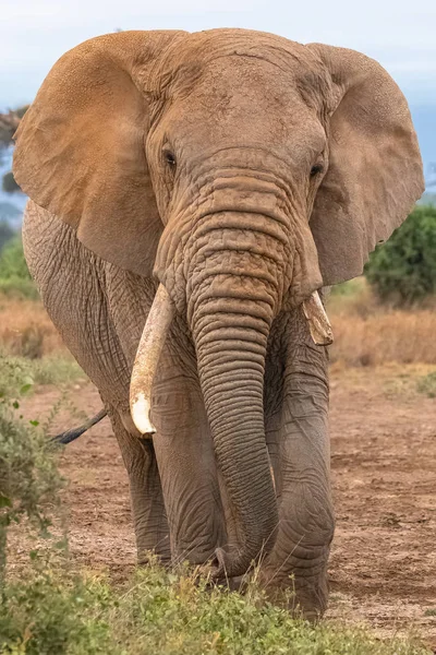 Ein Alter Elefant Der Von Vorne Geht Mit Einer Gebrochenen — Stockfoto