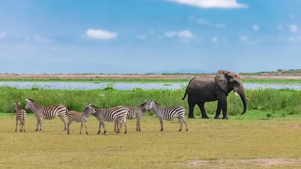 Grande Elefante Saindo Rio Todo Molhado Nos Pântanos Tanzânia Com — Fotografia de Stock Grátis