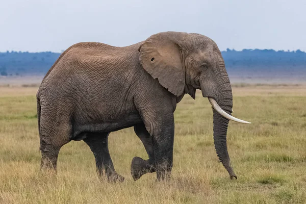 Big Elephant Walking Savannah Profile Portrait — Stock Photo, Image