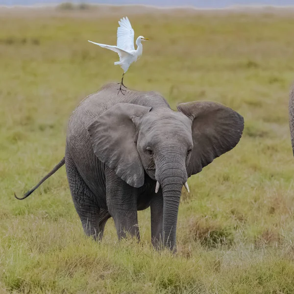 西方牛白蚁背上一个年轻的大象在非洲 在大草原 — 免费的图库照片