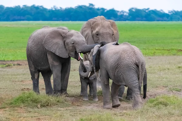 在非洲大草原上 一群大象 带着一个婴儿等待营养 — 图库照片